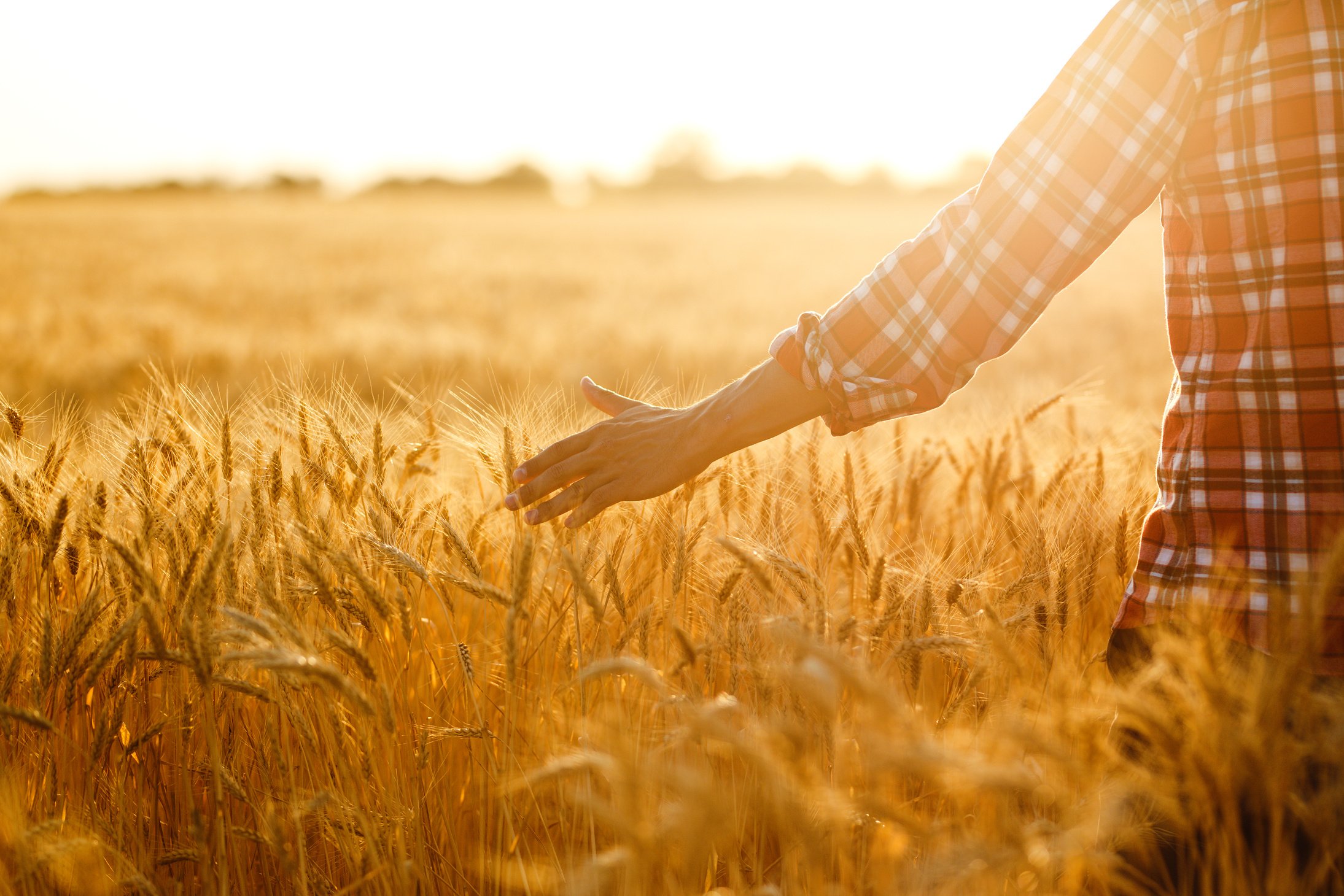 Farmer walking through field checking wheat crop. Farmer examining wheat field.